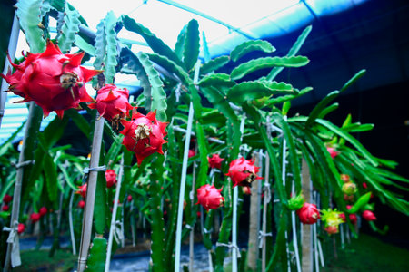 Dragon fruit hanging in a treeの写真素材