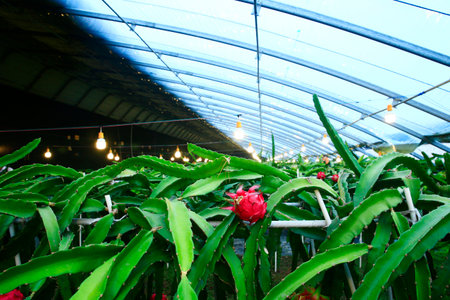 Dragon fruit hanging in a treeの写真素材