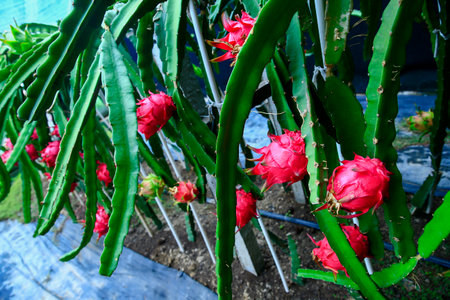Dragon fruit hanging in a treeの写真素材