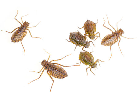 Dragonfly larvae, and on a white background