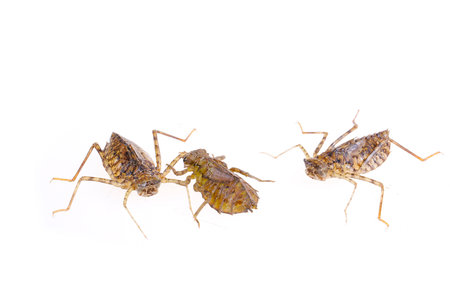Dragonfly larvae, and on a white backgroundの写真素材