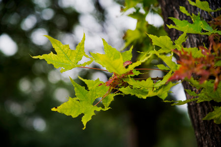 Branches with green maple leaves in summer, beautiful macro photos of maple trees.