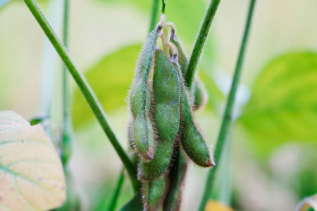 Green beans grow in the wild, close-up pictures