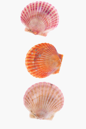 Scallops isolated on a white background, very fresh