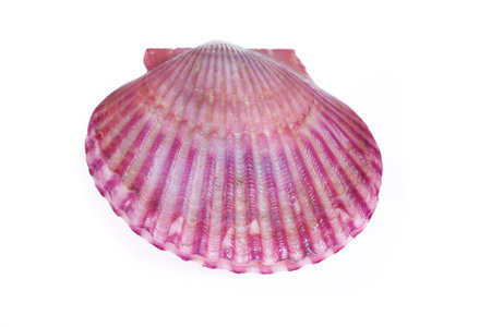 Scallops isolated on a white background, very fresh