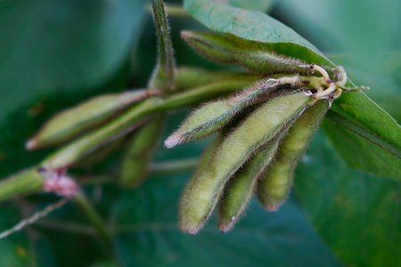 Green beans grow in the wild, close-up pictures