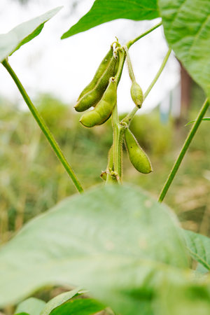 Green beans grow in the wild, close-up pictures