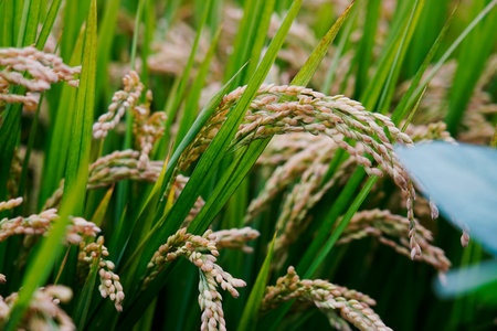 Mature rice fields in autumn, the scene of a bountiful harvestの写真素材