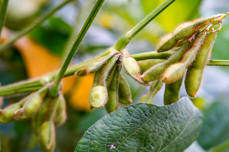 Green beans grow in the wild, close-up pictures
