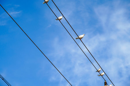 Birds landed on the wires, and some of them flew in the sky with the blue sky as the background.の写真素材