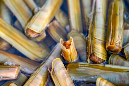 Fresh razor shell on ice at the seafood booth.の写真素材