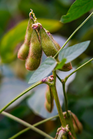 Green beans grow in the wild, close-up picturesの写真素材
