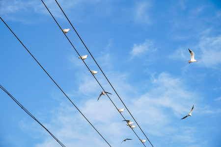 Seagulls landed on the wires, and some of them flew in the sky with the blue sky as the background.