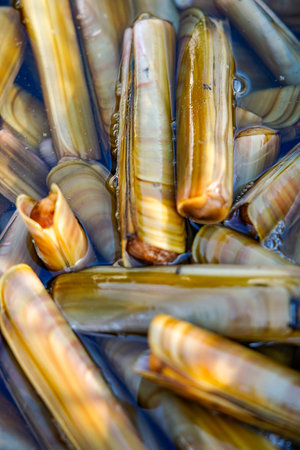 Fresh razor shell on ice at the seafood booth.