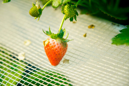Strawberries bloom and grow in greenhouses, making it easy to focus on the berries. A small farm used for growing strawberries in indoor artificial substrates.の写真素材