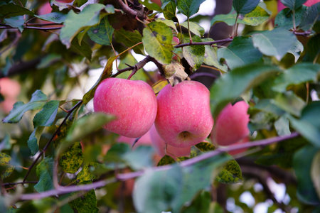 Branch of apple tree with many ripe red apples, Ripe Apples in the Apple Orchard before Harvesting....