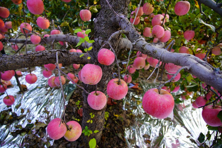 Branch of apple tree with many ripe red apples, Ripe Apples in the Apple Orchard before Harvesting. Apple orchard.の写真素材