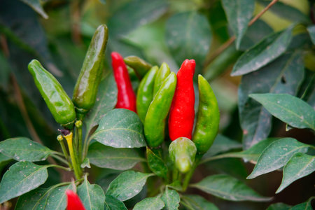 Pepper grows in the field and is very beautiful.