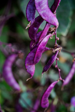 Purple beansの写真素材