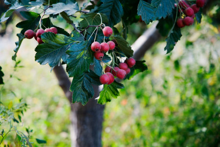 Mature hawthorn fruit hanging from branches in dense leaves. Natural seasonal background of health and natural illustrations. Macro photography of hawthorn fruit in green leaf background.の写真素材