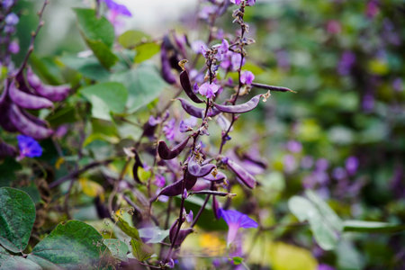 Purple beans