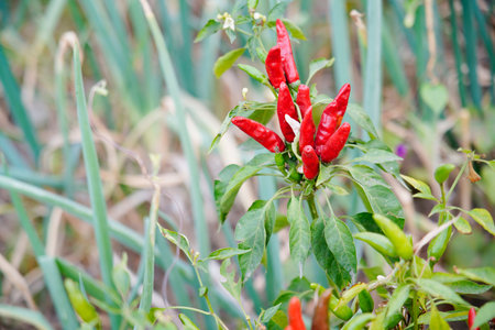 Pepper grows in the field and is very beautiful.の写真素材