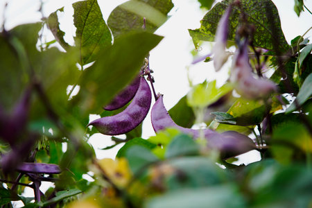 Purple beansの写真素材