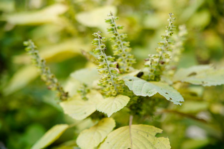 Perilla grows in the wild, and leaves are common seasoning ingredients.の写真素材