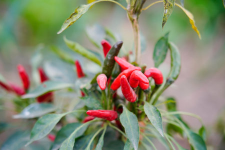 Pepper grows in the field and is very beautiful.
