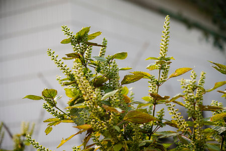 Perilla grows in the wild, and leaves are common seasoning ingredients.