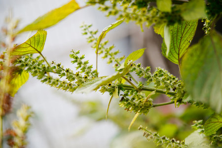Perilla grows in the wild, and leaves are common seasoning ingredients.