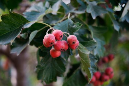 Mature hawthorn fruit hanging from branches in dense leaves. Natural seasonal background of health and natural illustrations. Macro photography of hawthorn fruit in green leaf background.の写真素材