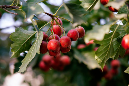 Mature hawthorn fruit hanging from branches in dense leaves. Natural seasonal background of health and natural illustrations. Macro photography of hawthorn fruit in green leaf background.の写真素材