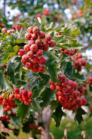Mature hawthorn fruit hanging from branches in dense leaves. Natural seasonal background of health...