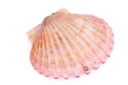 Scallops isolated on a white background, very fresh
