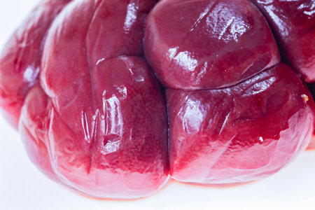 Fresh beef kidneys on a white background,