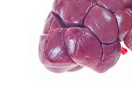 Fresh beef kidneys on a white background.の写真素材