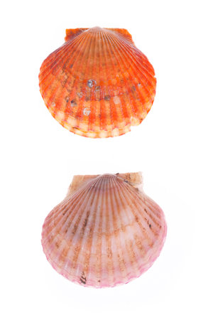 Scallops isolated on a white background, very fresh
