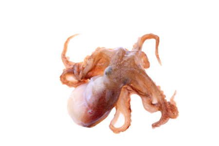 Octopus on a white backgroundの写真素材