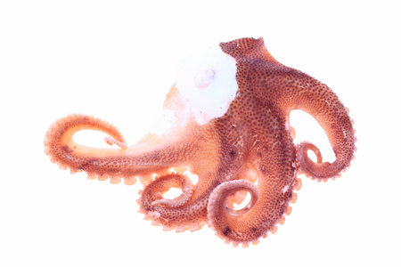 Octopus on a white background