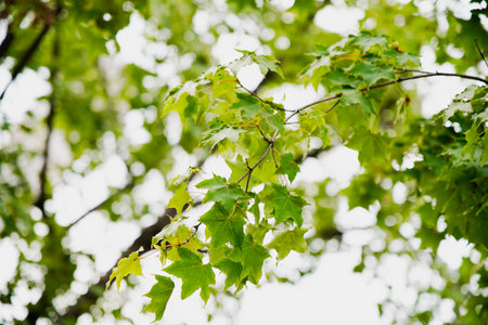 Branches with green maple leaves in summer, beautiful macro photos of maple trees.