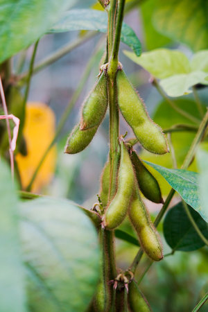 Green beans grow in the wild, close-up picturesの写真素材