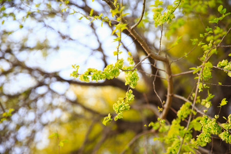 A branch of the Elm tree. Ulmus hollandica. Golden Elm, The elm tree is in bloom.の写真素材