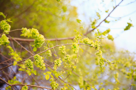 A branch of the Elm tree. The elm tree is in bloom.
