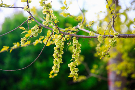 A branch of the Elm tree. Ulmus hollandica. Golden Elm, The elm tree is in bloom.の写真素材