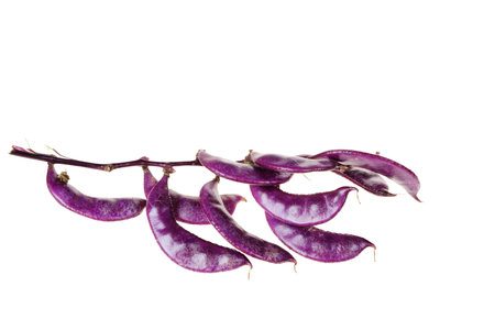 Purple lentils on white background, purple beansの写真素材