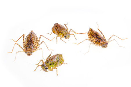 Dragonfly larvae, and on a white background