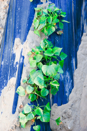 The vines and leaves of potatoes are planted neatly and covered with plastic film.の写真素材