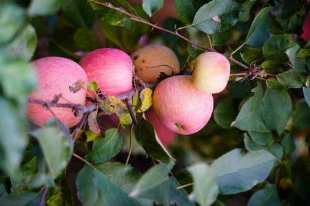 Branch of apple tree with many ripe red apples, Ripe Apples in the Apple Orchard before Harvesting. Apple orchard. Basket of Applesの写真素材