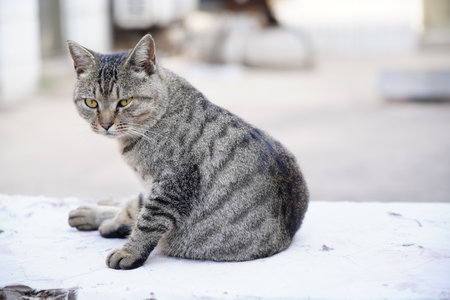 Close-up of a portrait of a cat, playing outdoors.の写真素材